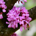 Judas Tree Seeds Cercis siliquastrum Mediterranean Redbud Flower Seeds Pack of 4 Hardy Ornamental Tree Seeds