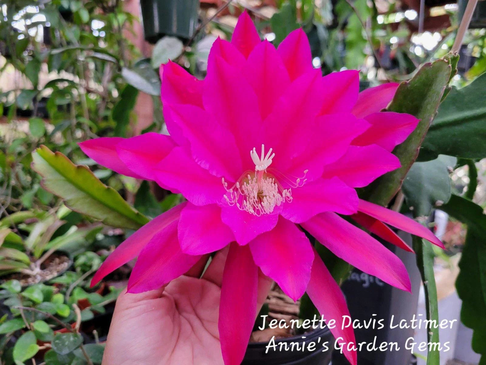 Epiphyllum Cutting - 8-10 Inches - Jeanette Davis Latimer - Unrooted Epiphyllum Hybrid for Propagation