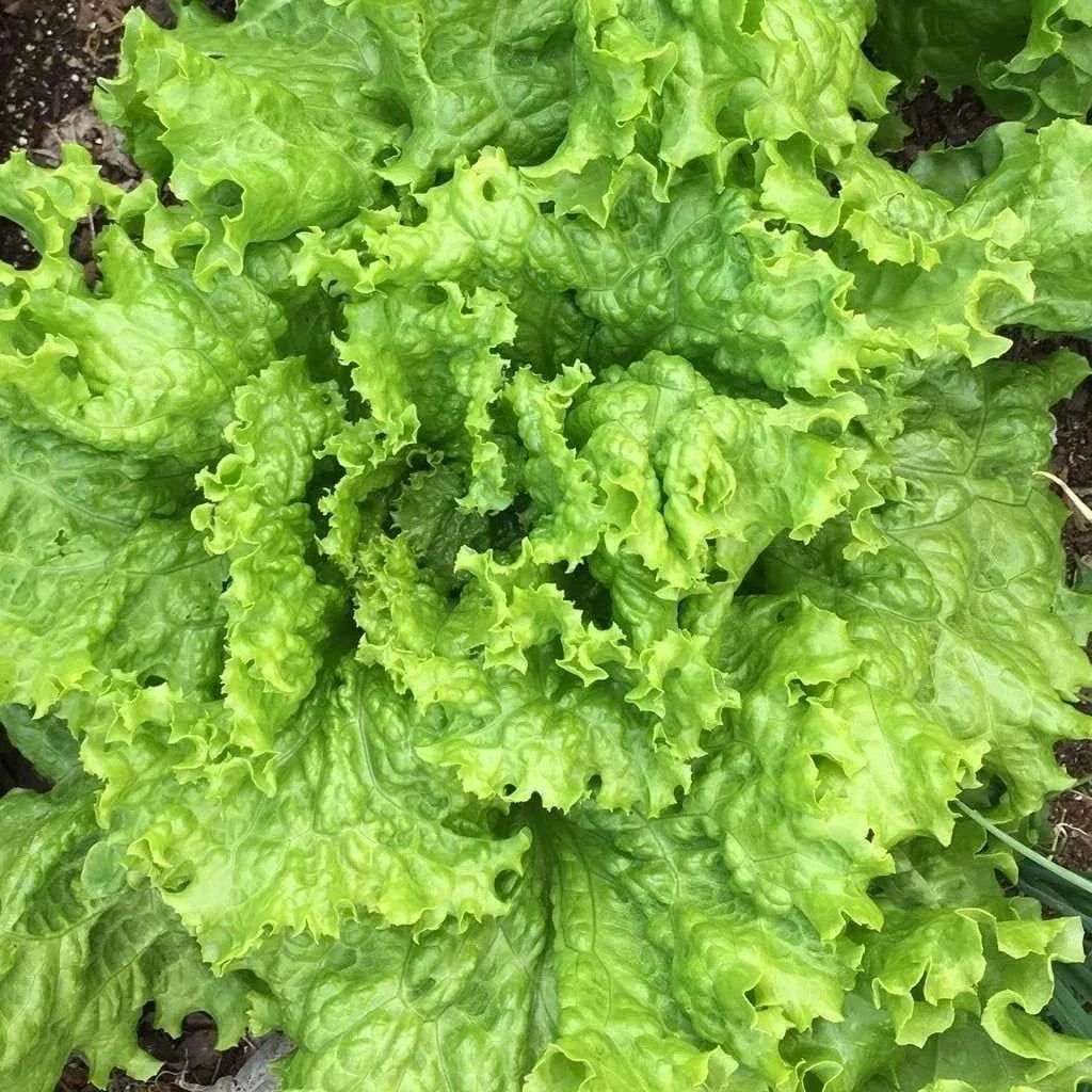 Grand Rapids Leaf Lettuce Seeds - Heirloom, NON-GMO Salad Greens, Organic Gardening, Lactuca sativa, Loose-Leaf Lettuce Seeds
