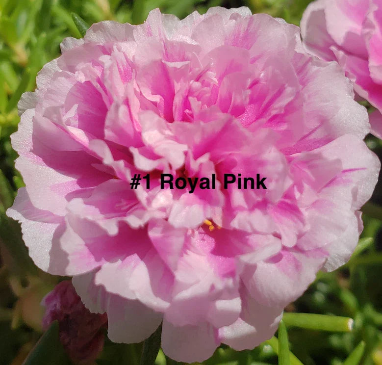 Moss Rose Cuttings 10 Pack - Royal Pink Portulaca Grandiflora for Gardening & Container Planting