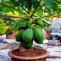 Dwarf Solo Waimanalo Papaya Tree Seeds - 20 Pack, Fast Growing, Indoor Houseplant, Carica Papaya, Tropical Fruit Seed