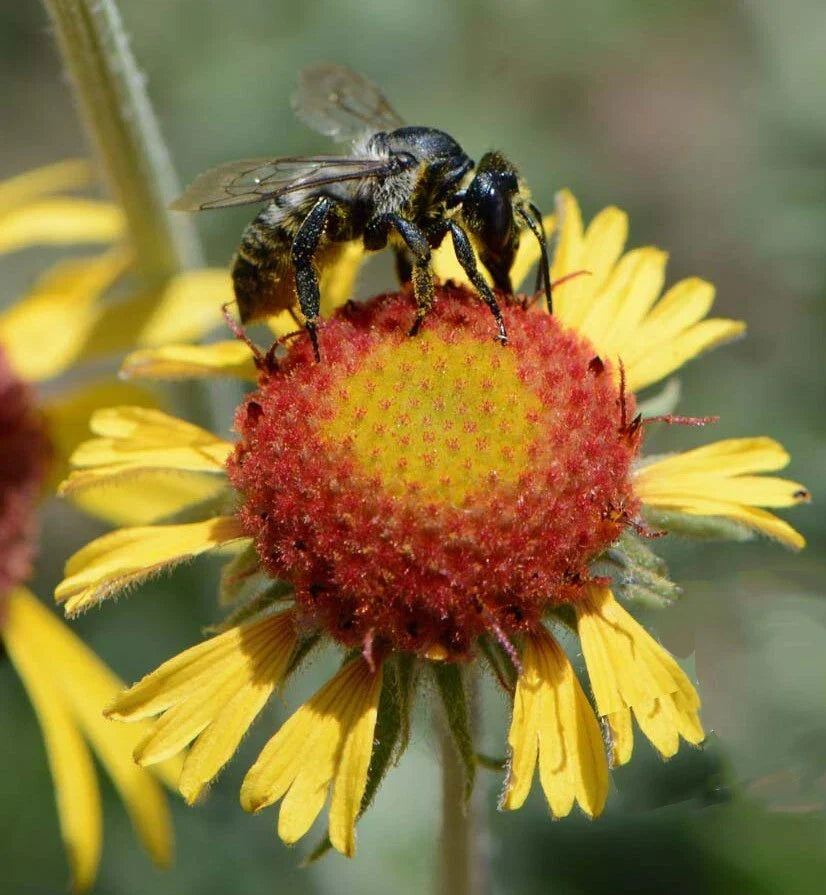 Blanketflower Seeds - Red Dome Gaillardia - Native Wildflower Pollinator Attractant - Non-GMO - 200 Seeds