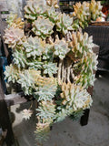 Hanging Succulent Cuttings - 5 Pack Assorted Varieties for DIY Planters & Decor - Rootless Succulents for Creative Arrangements