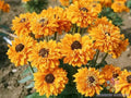 Goldilocks Rudbeckia Seeds - 200+ Pack, Black-eyed Susan, Rudbeckia hirta, Bright Yellow Flowers for Garden, Attracts Pollinators