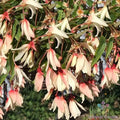 Begonia x tuberhybrida Seeds – 25+ Million Kisses Elegance Flowering Plant for Garden, Container, or Hanging Basket