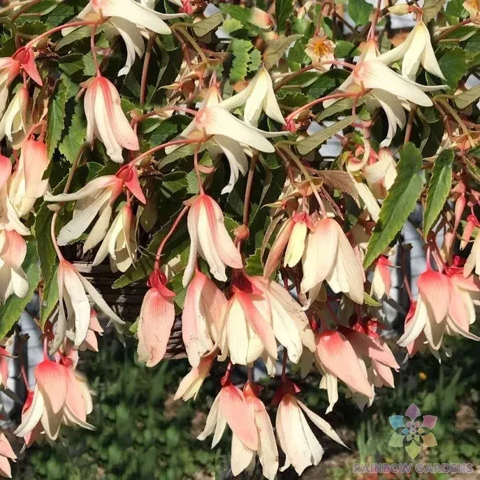 Begonia x tuberhybrida Seeds – 25+ Million Kisses Elegance Flowering Plant for Garden, Container, or Hanging Basket