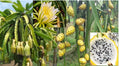Yellow Dragon Fruit Seeds - Hylocereus megalanthus - 25+ Seeds for Growing Pitaya in Containers & Gardens