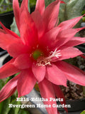 Epiphyllum Orchid Cactus Editha Paetz 4-Inch Rooted Houseplant, Easy Care Succulent, Indoor Garden, Epiphyllum Hybrid