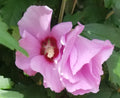 Pink Rose of Sharon Hibiscus Plant - Organic Live Rooted Hibiscus syriacus for Garden, Container, or Border