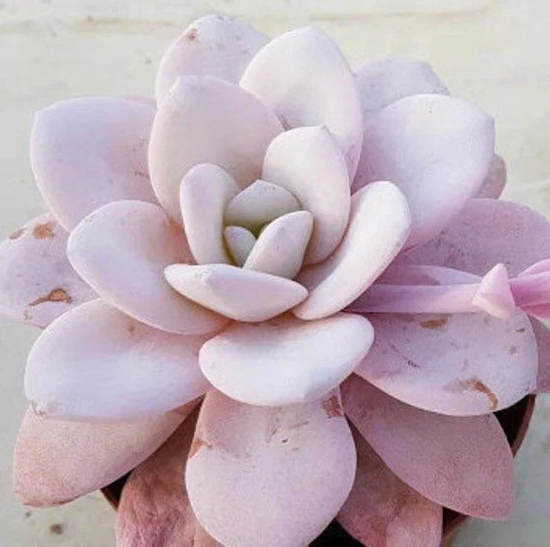 Echeveria Laui Seeds Pack of 100 – Rare Pink Succulent Seeds for Indoor and Outdoor Planting