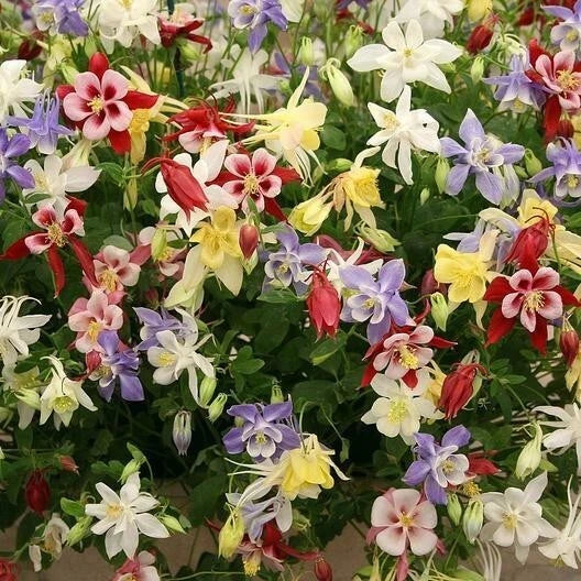 Wildflower Seeds Mix - 500+ Perennial Shade Blend - Non-GMO Heirloom for Pollinators - Various Species