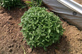 Spicy Globe Basil Seeds Pack of 100-5000 | Compact Herb for Containers | Ocimum basilicum 'Spicy Globe'