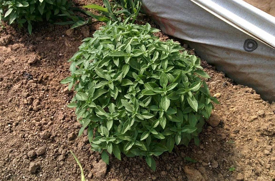Spicy Globe Basil Seeds Pack of 100-5000 | Compact Herb for Containers | Ocimum basilicum 'Spicy Globe'