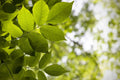 White Ash Tree Sapling - 1-2 ft Potted Seedling for Landscaping & Shade - Fraxinus americana