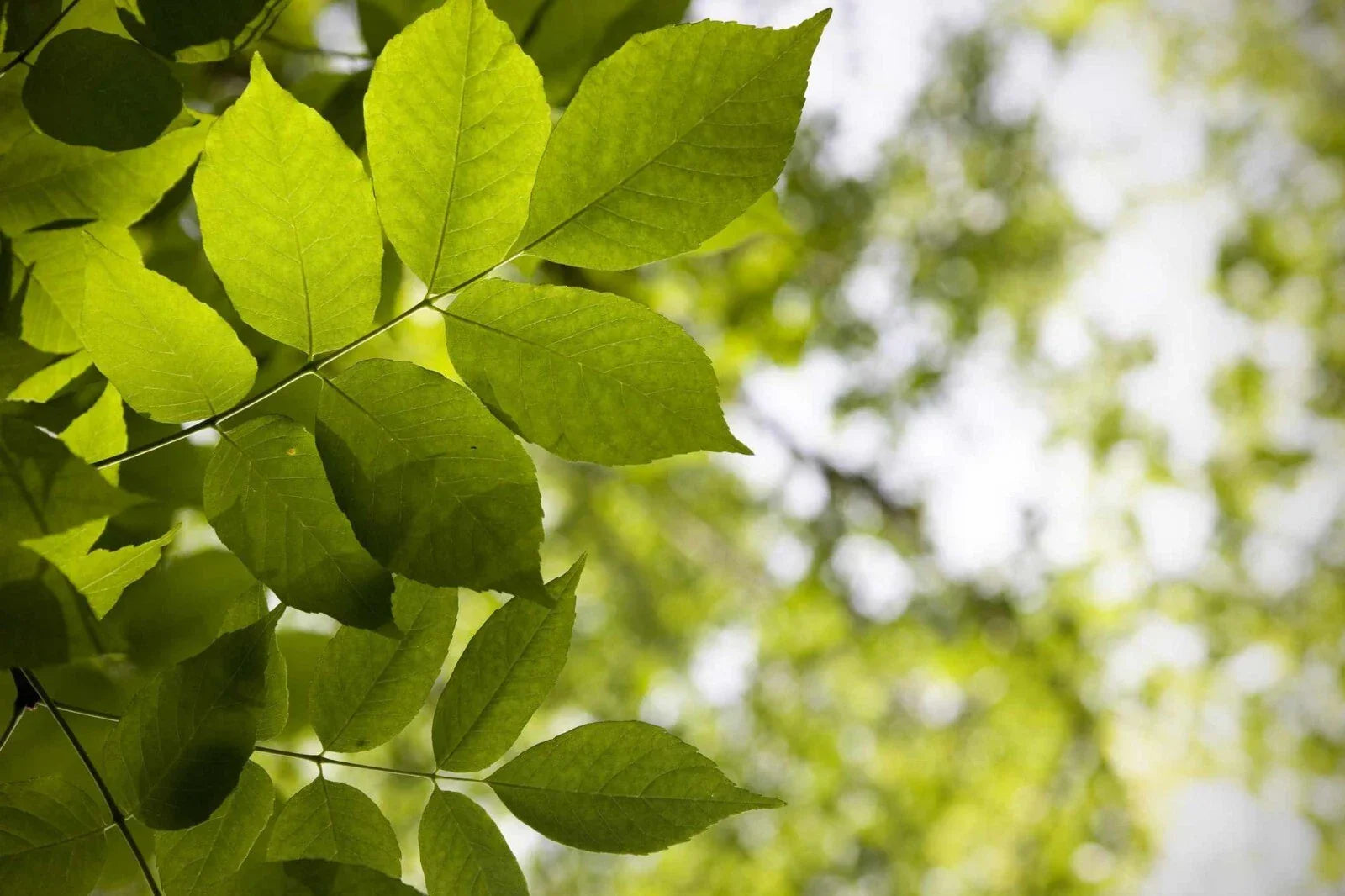 White Ash Tree Sapling - 1-2 ft Potted Seedling for Landscaping & Shade - Fraxinus americana