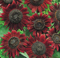 Velvet Queen Sunflower Seeds - 50+ Pack, Helianthus annuus, Annual Garden, Attracts Bees & Birds, Full Sun, Tall, Vibrant Blooms