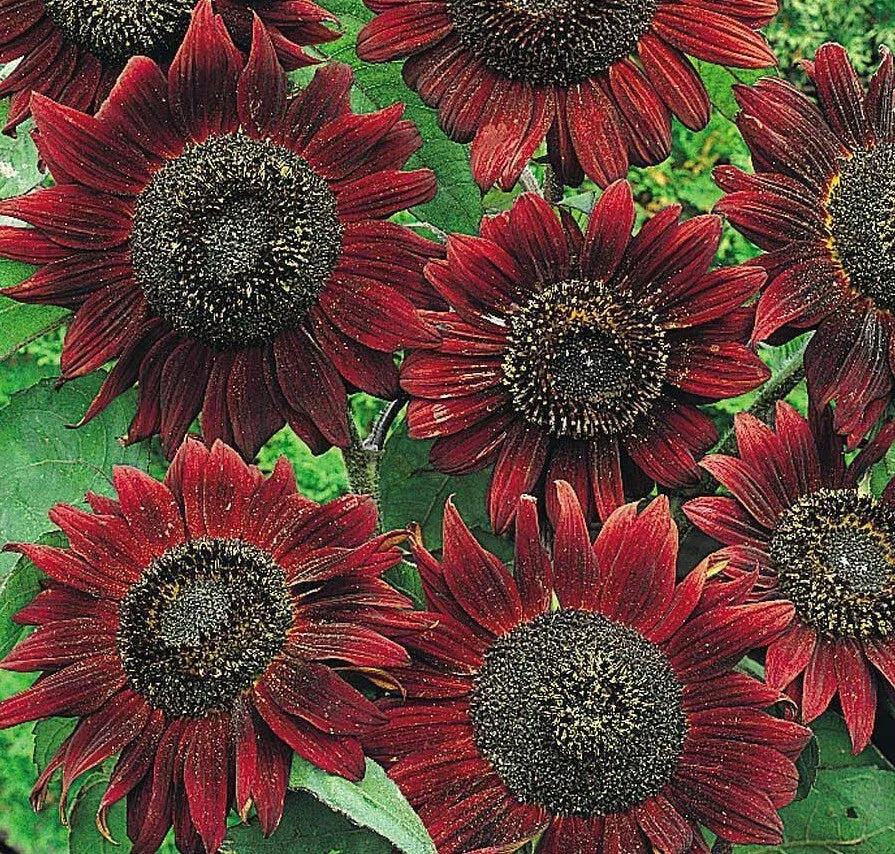 Velvet Queen Sunflower Seeds - 50+ Pack, Helianthus annuus, Annual Garden, Attracts Bees & Birds, Full Sun, Tall, Vibrant Blooms
