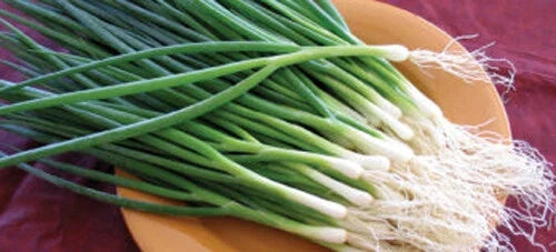 Green Onion Seeds – Tokyo Long White Bunching Onion – Allium fistulosum – 200+ Seeds for Culinary Use