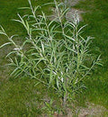 Jumbo Hybrid Willow Tree Cuttings - 12 Count, Thick Root Stock, Salix × sepulcralis, Fast-Growing Privacy Screen