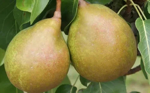 Beurre Superfin Pear Seeds - 25+ Pack, Pyrus communis, Organic, Juicy Yellow-Green Fruit, Garden Planting, Home Orchard