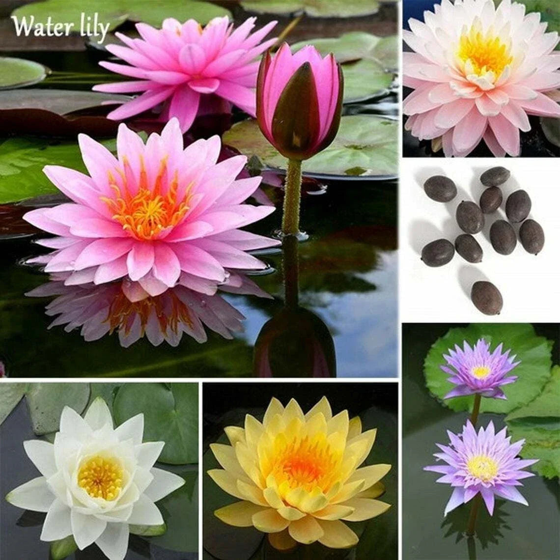 Bonsai Lotus Seeds - 10 Seeds - Water Flowering Plant with Lily Pads - Nelumbo nucifera - Aquatic Water Garden Plant