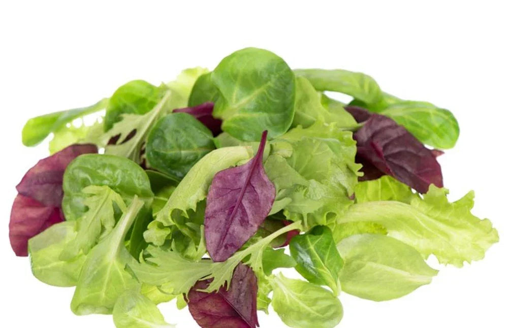 Lettuce Seeds - Mixed Greens Mesclun Mix for Salad Gardens - Heirloom Lactuca sativa Seeds