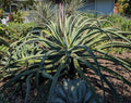 Lot of 5 Rooted Octopus Agave Plants (Agave vilmoriniana) 8-10" Tall Succulent Indoor Outdoor