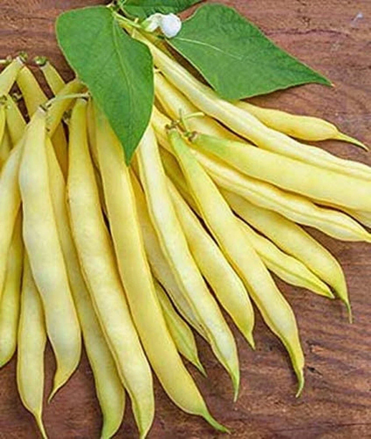 Golden Wax Bean Seeds - Heirloom Phaseolus vulgaris, 50+ Seeds for Vegetable Garden, Full Sun, Bush Type, Made in USA