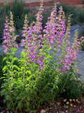Showy Penstemon Seeds - 100 Pack - Penstemon Spectabilis - Vibrant Tubular Flowers - Attracts Hummingbirds - USA Grown