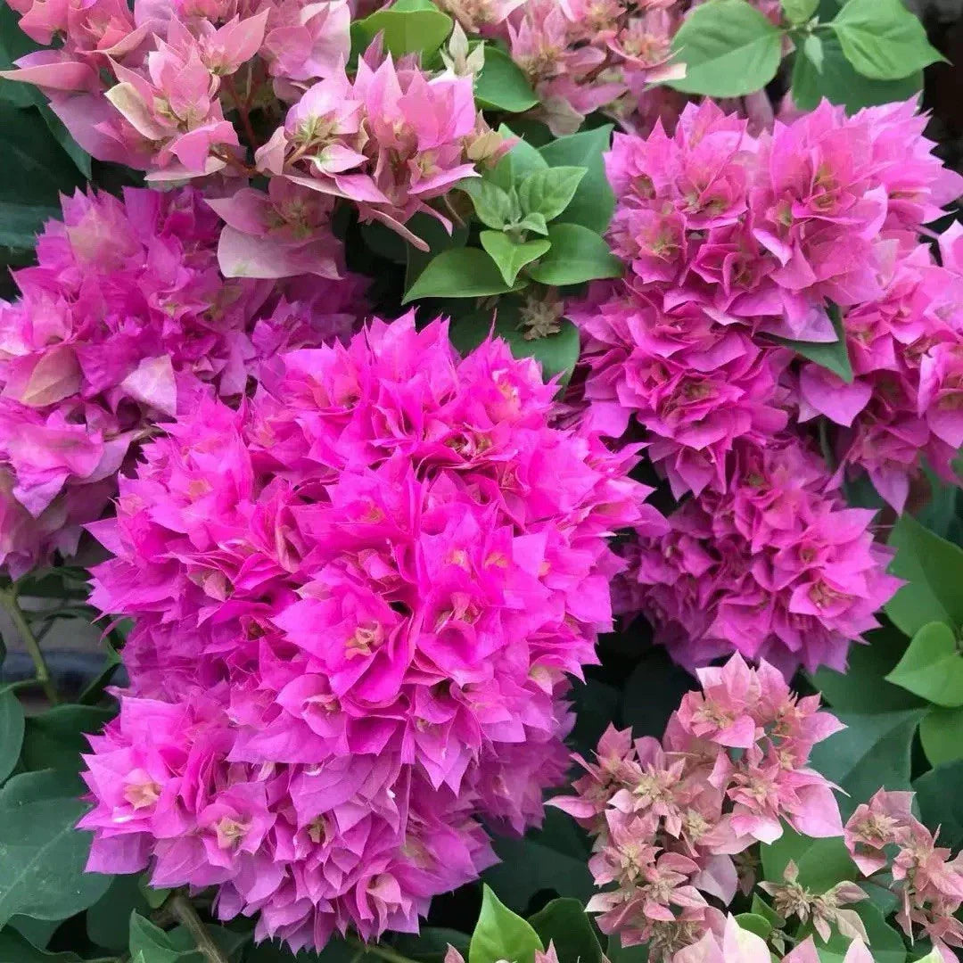 Rare Double Petal Pink Bougainvillea Bonsai Plant, Small 1-2 Years Old, Bougainvillea glabra, Indoor & Outdoor Garden