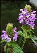 Heal-All Medicinal Herb Seeds - Prunella Vulgaris - Perennial Ground Cover - 100+ Seeds for Herbal Gardens