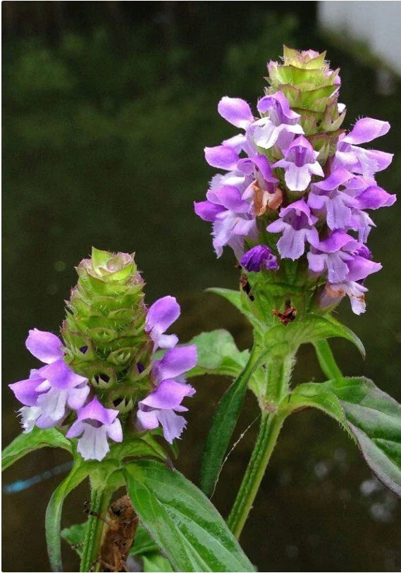 Heal-All Medicinal Herb Seeds - Prunella Vulgaris - Perennial Ground Cover - 100+ Seeds for Herbal Gardens