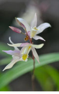Bletilla Orchid Plant in 3" Pot, Terracotta Princess Variety, Cold Hardy, Rooted Bletilla striata, Perennial Orchid for Garden
