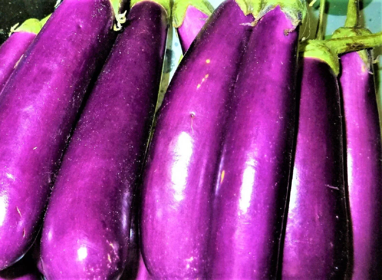Long Purple Eggplant Seeds - Non-GMO Solanum melongena, 100+ Seeds for Gardening, Container & Backyard Cultivation