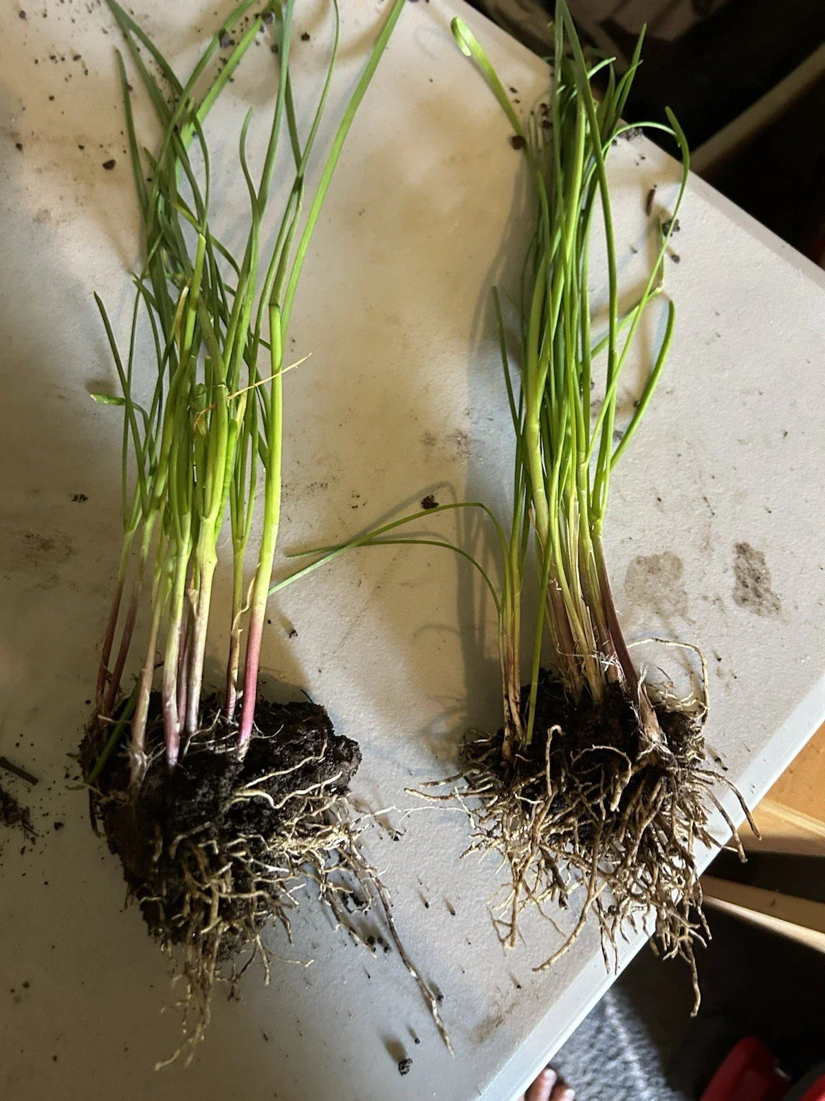 Garlic Chive Plants - 20 Pack, Allium tuberosum Herb for Cooking & Garnishing, Perennial Green Herb