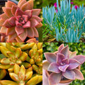Rainbow Succulent Bundle - 4 Colorful Live Succulents/Cuttings - Unique Varieties for Indoor & Outdoor Decor
