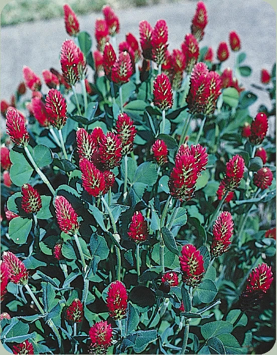 Crimson Clover Seeds 360 Count, Red, Trifolium incarnatum, Attracts Bees, Cover Crop, Soil Fertility, GroCo USA