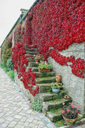 Boston Ivy Seeds - 10 Pre-Stratified Parthenocissus tricuspidata Climbing Vine for Gardens & Walls