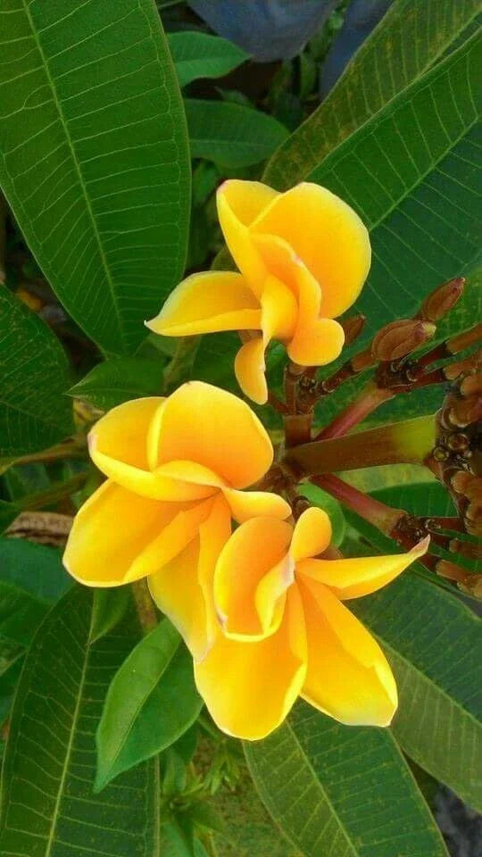 Bright Yellow Plumeria Seeds - Perennial Frangipani Flower Seeds for Garden, Patio & Container Growth - Plumeria spp.