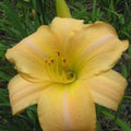 Hemerocallis Daylily 'Eurasia' 1 Fan Bareroot Live Starter Plant - Perennial Flower for Garden, Borders, Landscaping