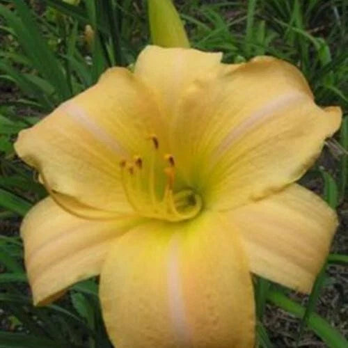 Hemerocallis Daylily 'Eurasia' 1 Fan Bareroot Live Starter Plant - Perennial Flower for Garden, Borders, Landscaping