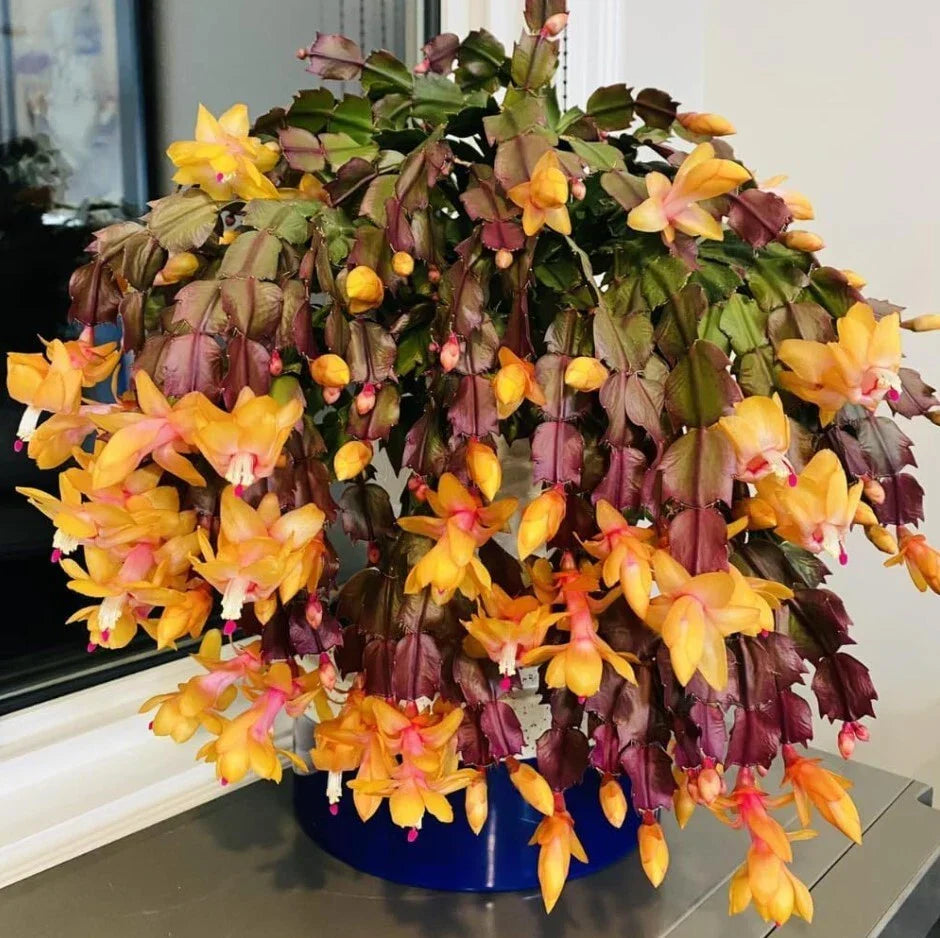 Yellow Christmas Cactus Live Plant - 5-6 Inches - Schlumbergera truncata - Indoor Holiday Decor & Gift Plant