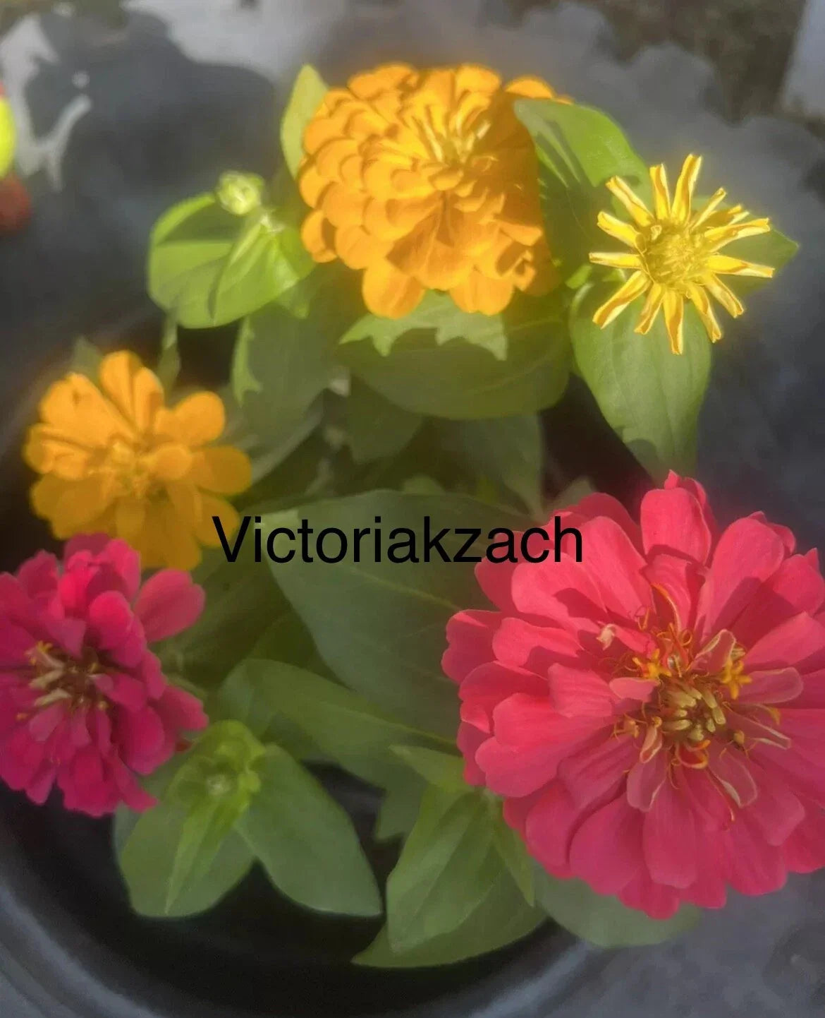 Zinnia Seeds Mix - California Giant Flowers - Vibrant Colorful Blooms for Garden, Cut Flowers & Pollinator Attracting - Zinnia elegans