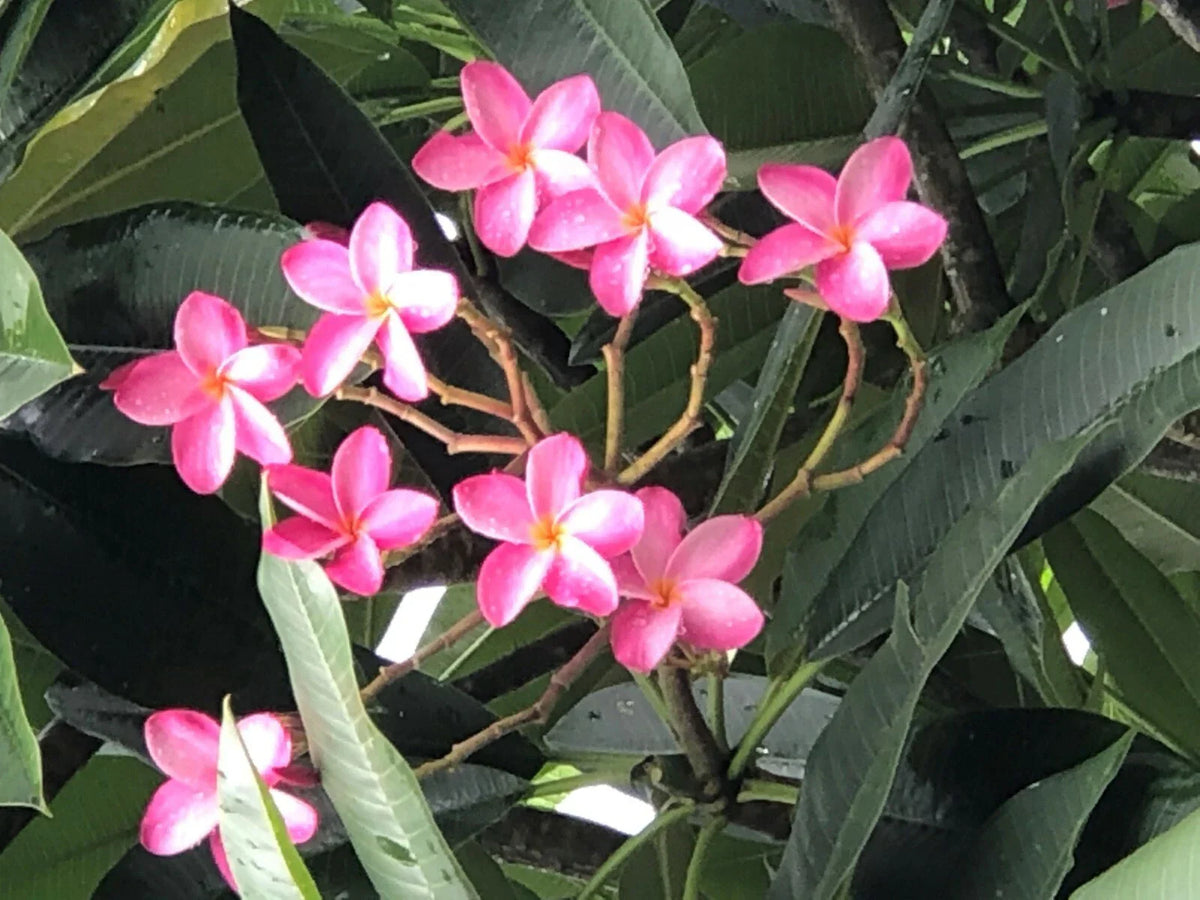 Plumeria Miami Rose Plant - Large Fragrant Pink Flowers 6-10" - Plumeria rubra