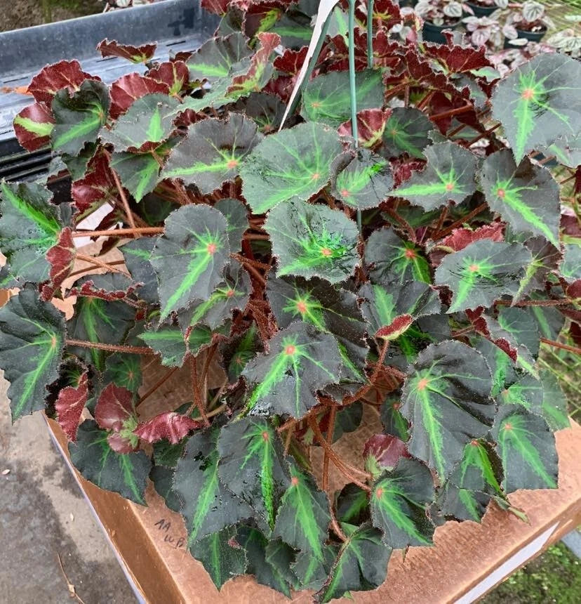 Boyfriend Begonia Plant - Live 2.5" Pot - Compact Foliage, Indoor Terrarium & Fairy Garden - Begonia spp.