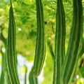 Bonanza Angled Luffa Gourd Seeds – Ridged Vining Plant for Culinary & Crafting – Luffa acutangula, 20+ Seeds