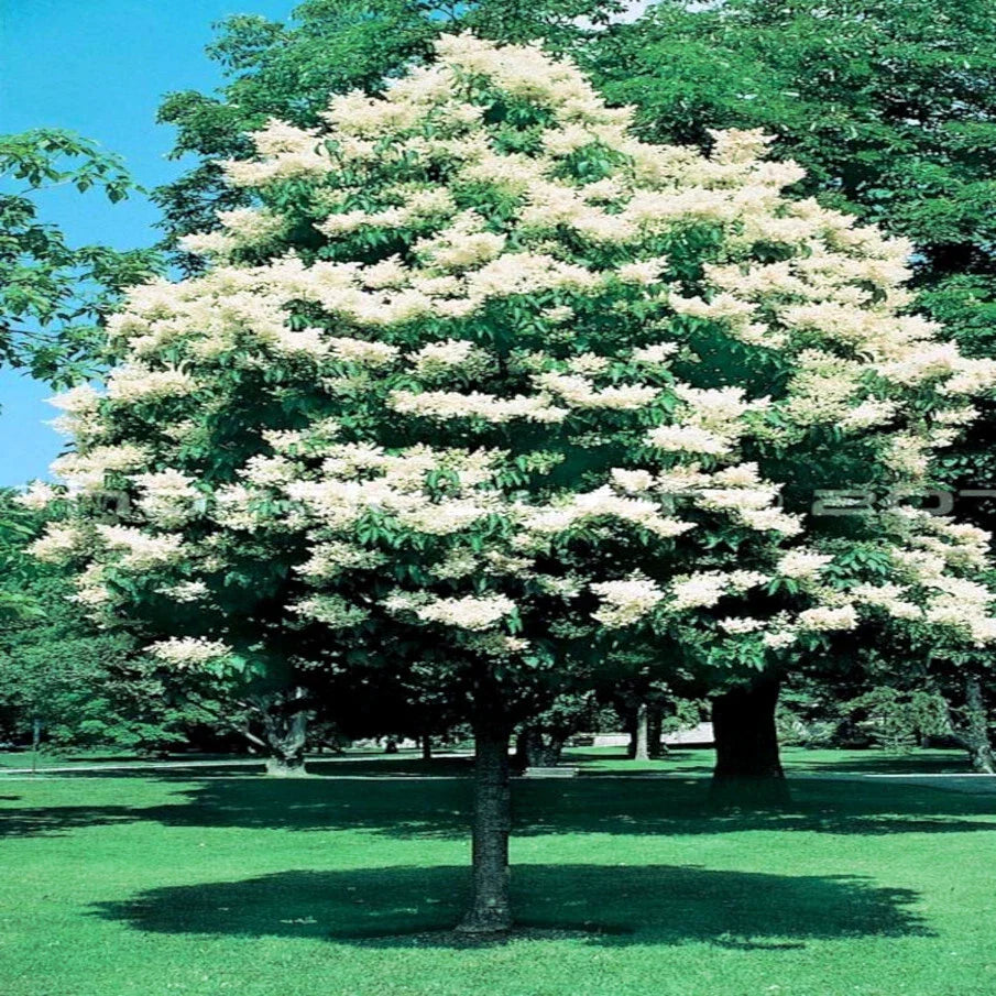 Japanese White Lilac Tree Seeds - Cold Hardy Flowering Plant - Syringa reticulata - Attracts Butterflies & Hummingbirds