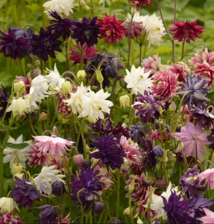 Columbine Seeds Barlow Mix, Perennial Double Blooms, Aquilegia vulgaris, 100 Non-GMO Seeds for Borders & Pollinator Gardens