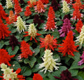 Salvia Seeds - 25 Pack - Reddy Mix - Salvia splendens - Vibrant Red & Purple Flowers for Pollinators