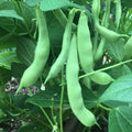 Green Bean Seeds - Roma II Phaseolus vulgaris - Non-GMO Vegetable Seeds for Home Garden & Container Planting
